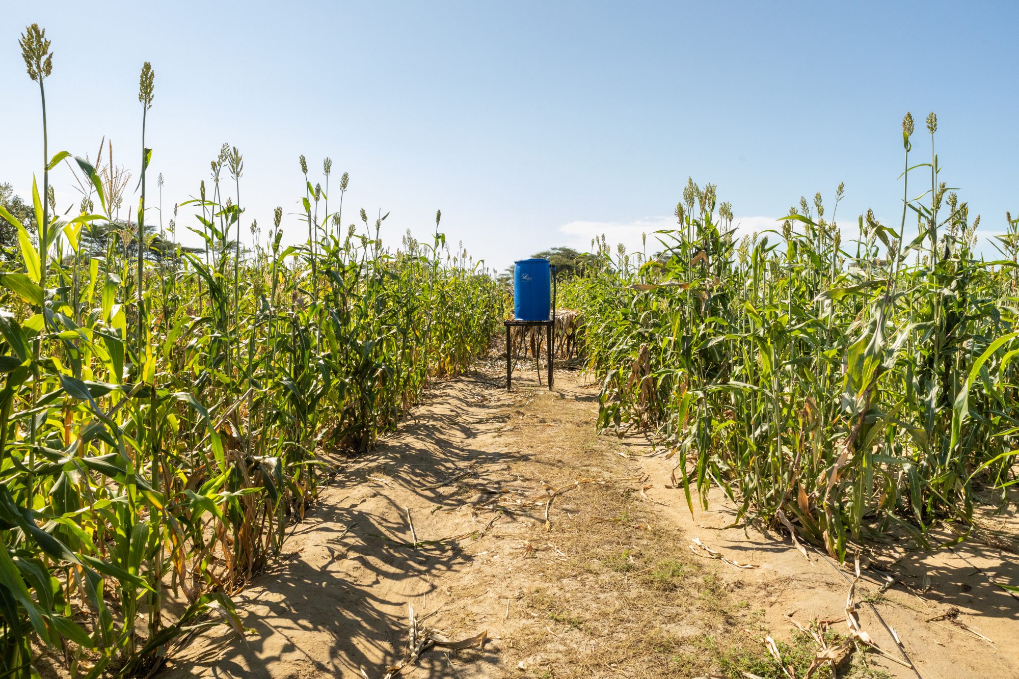Millet growing at Naipa farm, which is supported by DCA. Turkana County, Kenya.